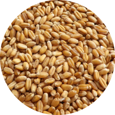 Пшеница продовольственная мягкая краснозерная